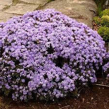 Rhododendron Impeditum Buchlovice Rhododendron Plants Outdoor Oasis
