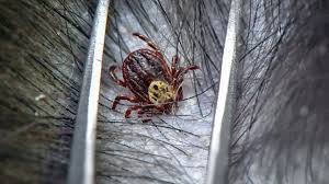 And while there are roughly 80 different tick species that can be found in the continental united states (and over 800 found worldwide), there are ten species that really stand out. Florida Fish And Wildlife Says Ticks Will Be On The Rise This Summer