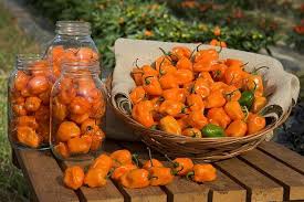 Ardeii iuti sunt o muratura care de regula nu face probleme, nici floare, nici nu fermenteaza, nici nu se inmoaie. Un TimiÈorean CultivÄ Cei Mai IuÈi Ardei Din Lume Soiuri Precum Jalapeno Sau Habanero Ii Aduc Un Profit Anual De Mii De Euro