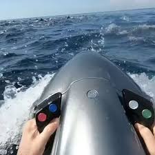 sea bobbing with dolphins rich kids dolphins rich kids of london