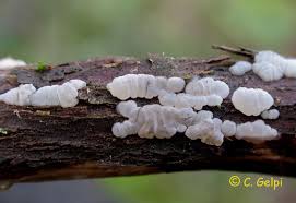 Image result for Exidia nucleata