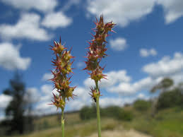 Image result for Cenchrus incertus