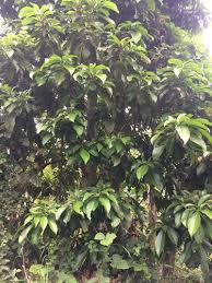 Image result for Petersianthus macrocarpus