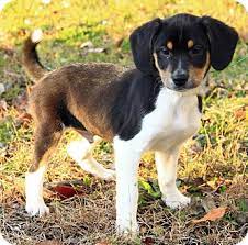 We did not find results for: Scranton Pa Beagle Meet Baldwin A Pet For Adoption