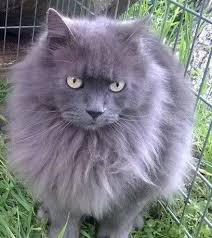 The american shorthair is considered to be the shorthaired cat that is native to the united states. Original Pinner Caesar My Russian Blue Long Hair Cat Looks Exactly Like My Willie Did Russian Blue Cat Russian Blue Long Hair Long Haired Cats