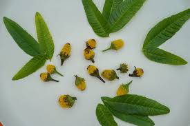 Image result for foto verbena