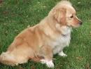 Golden Retriever Corgi Mix – Meet The Golden Corgi