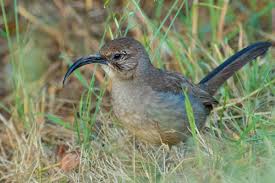 Your trip begins in the state of california. California Thrasher Audubon Field Guide
