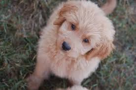 Our top quality pets are a perfect family toy goldendoodle puppies. English Minature Red And Apricot Goldendoodle Puppies For Sale In Casselberry Florida Classified Americanlisted Com