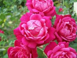 While the specific requirements can vary with different rose cultivars, a sunny spot is almost always the best for roses. Florida Cracker Rose In The Rose Garden