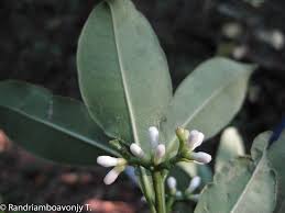 Image result for Craterispermum