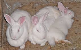 The new zealand rabbit despite the name, is american in origin and originated in california from the average body weight of the new zealand rabbit is about 5 kg, with the does being slightly larger than the bucks. Meat Rabbits Good For The Bottom Line