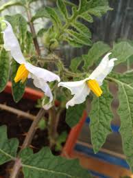 En plus d'être colorées, certaines pourront parfumer délicatement. Choisir Des Plantes D Interieur Fleuries Marie Claire