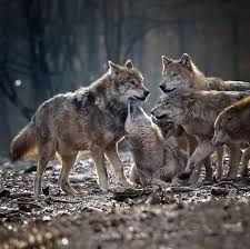 The Unwavering Loyalty of Wolves: A Lesson in Love, Grief, and ...