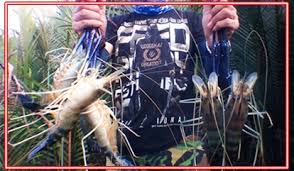 Udang galah monster dan sili monster tercyduk bahkan yg terakhir benar benar monster asli #89 yg terakhir bikin kaget dan. Umpan Udang Galah Paling Mujarab Terbukti Ampuh Rajaumpan Com 2021