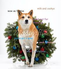 My dog dead so sad confession cat make a meme. Christmas Doge Meme Doge Meme Shiba Inu Dog Dog Jokes