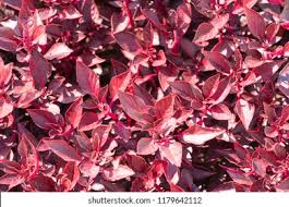 Image result for Iresine lindenii