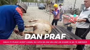 Va salut in acest video o sa va prezint din nou care sunt etapele pt pregatirea unui porc , se arata: Porcu Lui Gladu By Tanase Nicol