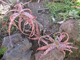 Image result for Aloe suffulta