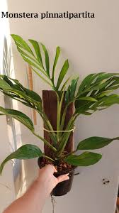 Us monstera pinnatipartita juvenile plant well established rare aroid 4. Monstera Pinnatipartita Tropics Home