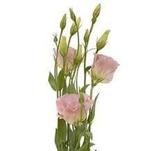 Blush Lisianthus Google Search List Of Flowers Lisianthus Wholesale Florist