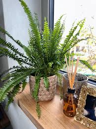 Image result for ledviník