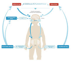 Le cou par exemple n'est pas situé en plein milieu du buste mais vers l'arrière. Consommation D Eau Et Physiologie De L Hydratation Chez Les Enfants Hydration For Health