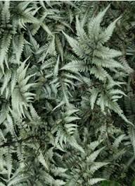Image result for Athyrium newtonii