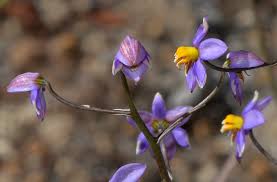 Image result for Tecophilaeaceae