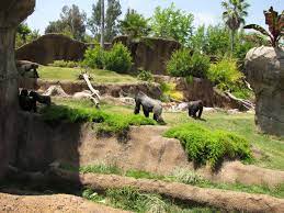Campo Gorilla Reserve Los Angeles Zoo Botanical Gardens Gallery Zoo Pictures Zoo Architecture Los Angeles Zoo
