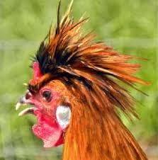 Bird With Spiky Hair 15 Funky Chickens Poule Poussins