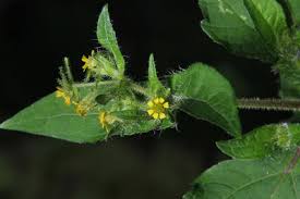 Image result for Micractis bojeri