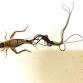 The Splendid and the Vile: Parasites and Their Hos... event in Estero, FL