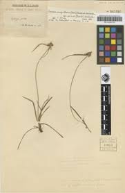 Image result for Kyllinga pumila