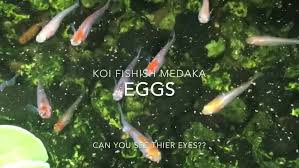 Many tank fish, together with. Miniature Koi Fishish Medaka Medaka And Miniature Garden