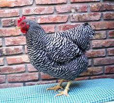 The plymouth rock is an american breed of domestic chicken. Plymouth Rock Chicken Wikipedia
