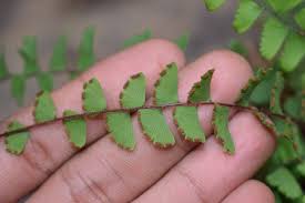 Image result for Adiantum incisum