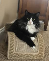 Pin By Marie Meadows Mitchell On Tuxedo Kitties Funny Cat Images Silly Cats Pictures Cute Cats