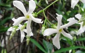Water star jasmine regularly to keep it happy. Madison Confederate Jasmine 1 Gallon Vines Vines All Togogarden