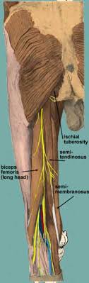 The deep posterior compartment lies deep within the back of the lower leg. Posterior Thigh
