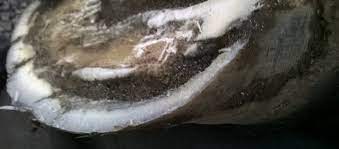 Drawing The Line On White Line Disease Blog