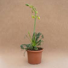 Image result for Albuca sp. no. 1