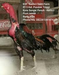 Cara merawat ayam bangkok yang tepat tidak boleh mengabaikan kesesuaian kandang dengan usia ayam. Melatih Mental Ayam