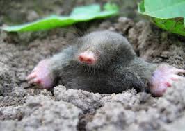Gallery Of Pictures Of Mole Animals On Animal Picture Society Animals Wild Animals Photography Pictures Of Moles