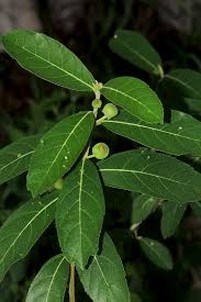 Image result for Ficus amadiensis