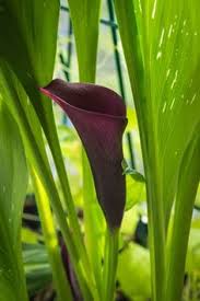 Etliche beliebte pflanzen sind für katzen und hunde giftig. Calla Zantedeschia