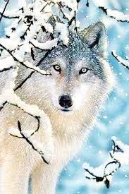 Pin By Misty Night On Beautiful Animals Animals Beautiful Wolves Animals Beautiful
