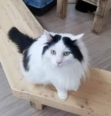 There is nothing sweeter than a senior cat getting a second chance and a happily ever after with a family who loves him or her with their whole hearts. Cats For Adoption Near Portland Or Petfinder