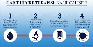 T Lenfosit Hucre Nedir Bagisiklik Sistemi Tedavilerinin Anahtari
