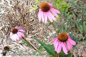 50 beautiful flower meanings that will surprise you. Annuals Vs Perennials What S The Difference Get Busy Gardening